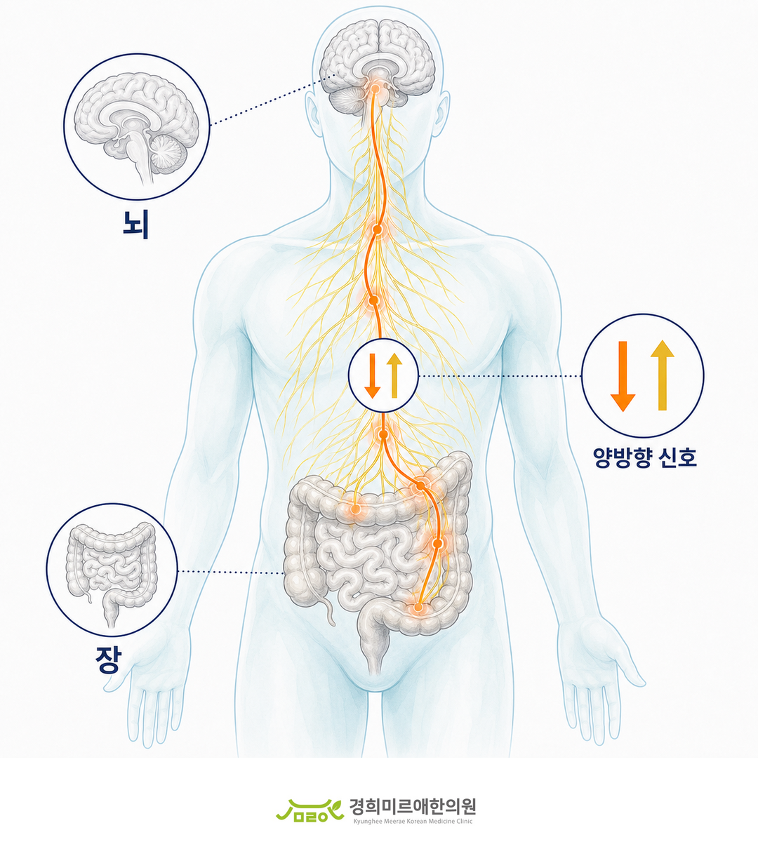 뇌와 장이 신경으로 연결되어 서로 신호를 주고받는 도식 — 경희미르애한의원 보라매 과민성 대장증후군