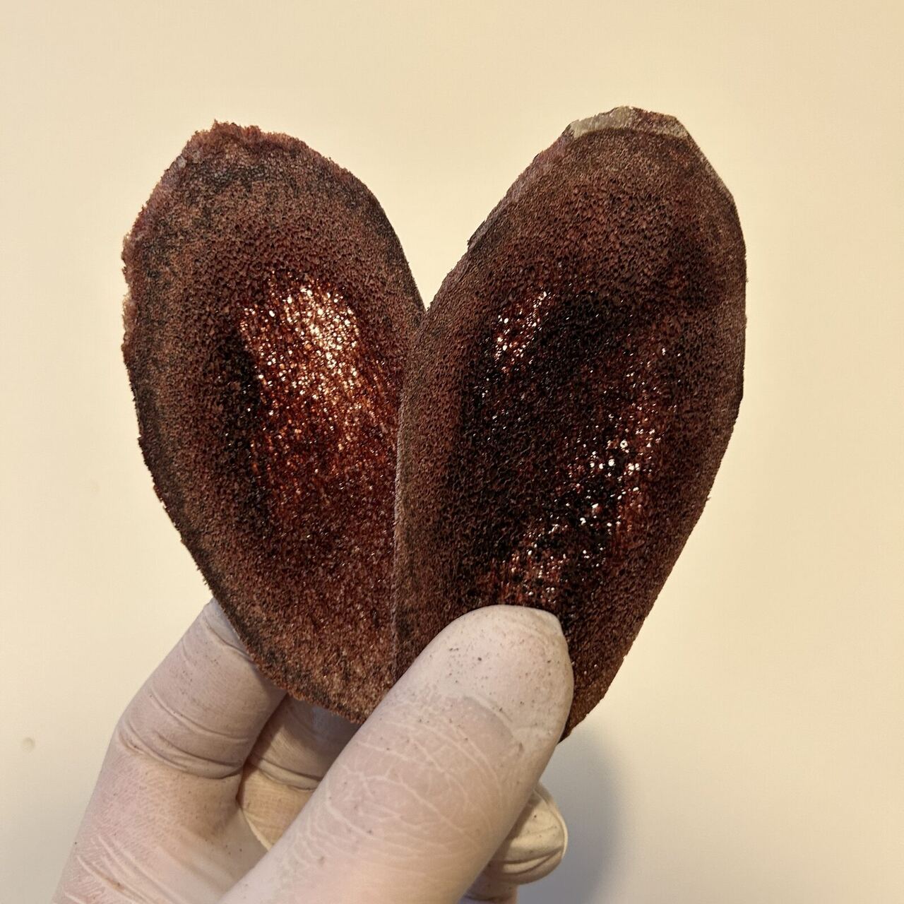 탈각을 마친 녹용 단면